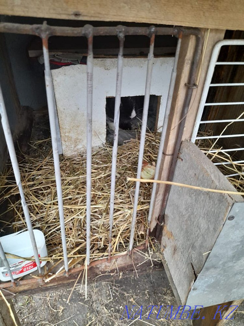 Rabbits for sale Гульдала - photo 2