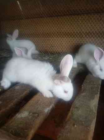 Кролики разных парод Тараз