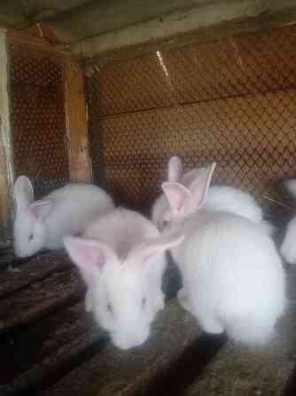 Кролики разных парод Тараз