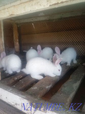 Rabbits of different breeds Taraz - photo 3