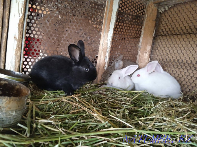 Rabbits of different breeds Taraz - photo 4