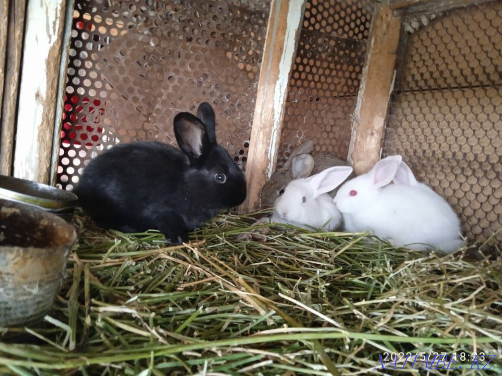 Кролики разных парод Тараз - изображение 4