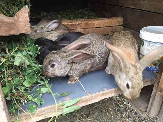 Кролики домашние 1,5 месяца Казцик