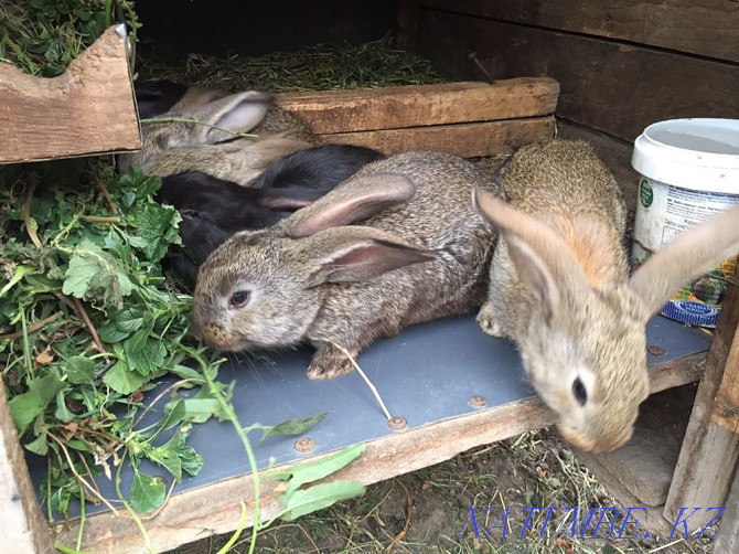 Domestic rabbits 1.5 months Казцик - photo 1