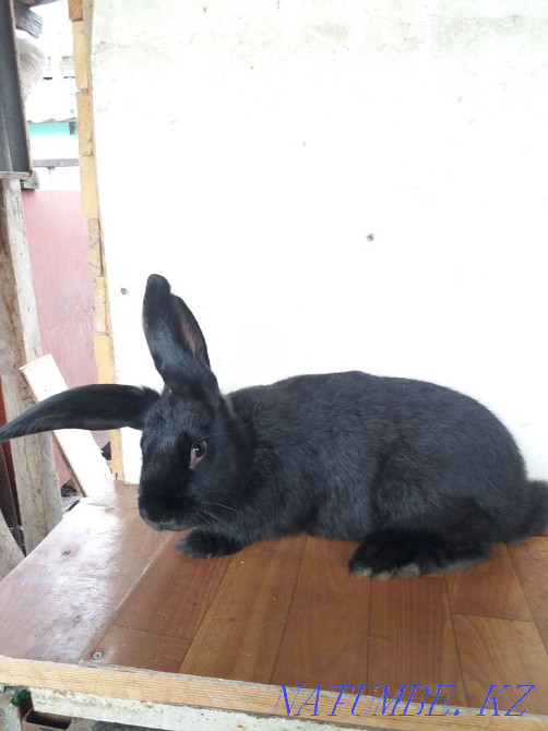 rabbits for sale Каменка - photo 4