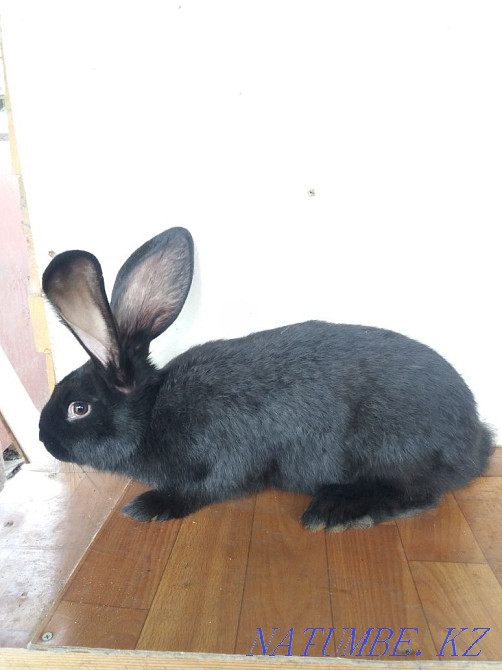 rabbits for sale Каменка - photo 3