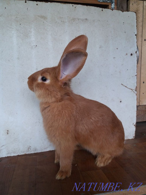 rabbits for sale Каменка - photo 1