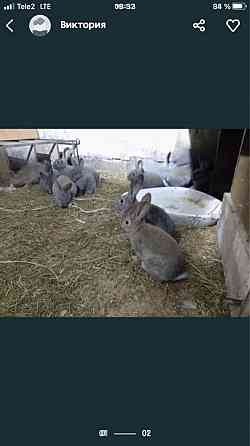 Кролики Almaty