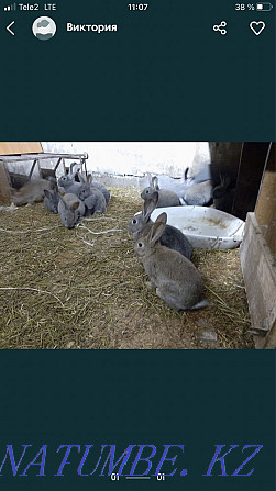 rabbits Almaty - photo 1