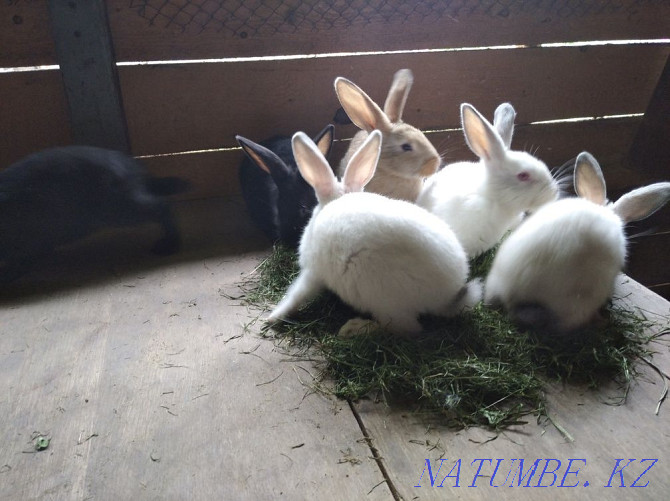 Rabbits - 2 months Almaty - photo 1