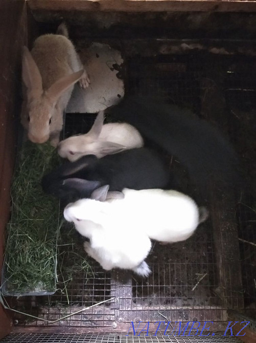 Кролики - 2 месяца Алматы - изображение 2