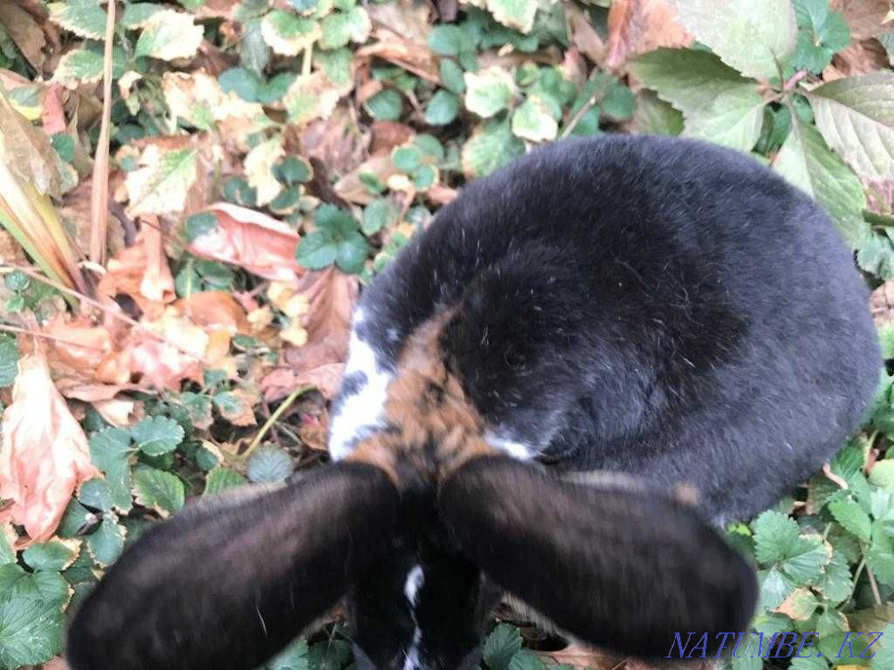 Rex rabbits. Shymkent - photo 3