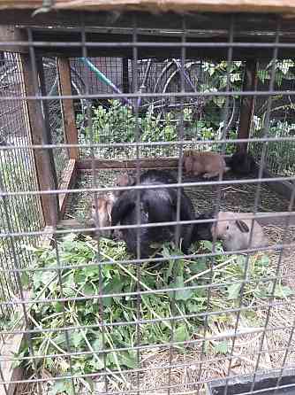 Продаю породистых кроликов француский баран Астана