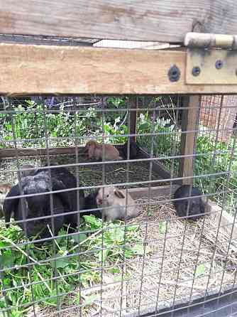 Продаю породистых кроликов француский баран Астана
