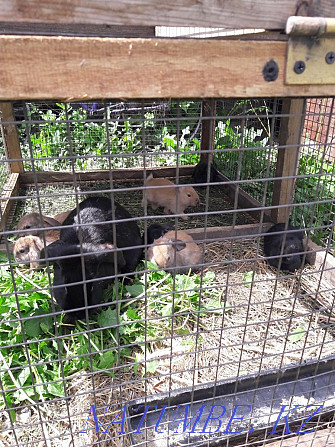 Продаю породистых кроликов француский баран Астана - изображение 2