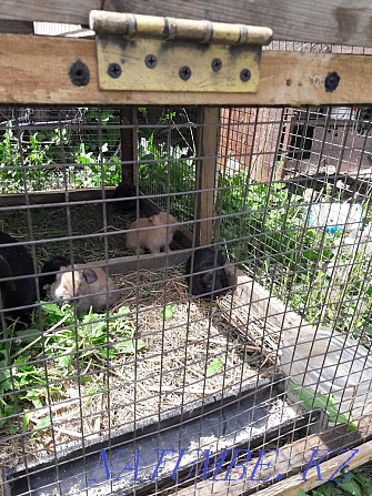 Продаю породистых кроликов француский баран Астана - изображение 3