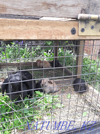 Продаю породистых кроликов француский баран Астана - изображение 1