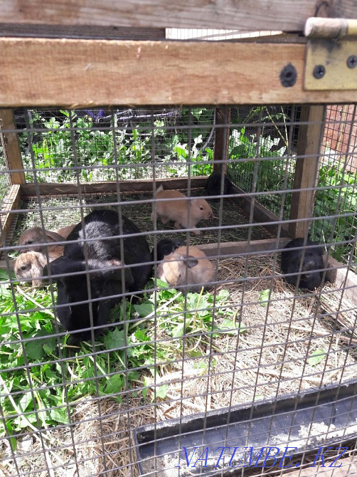 Продаю породистых кроликов француский баран Астана - изображение 2