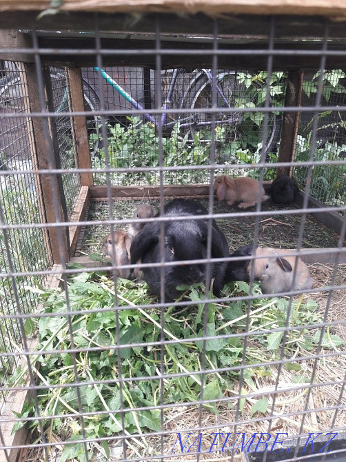 Продаю породистых кроликов француский баран Астана - изображение 4