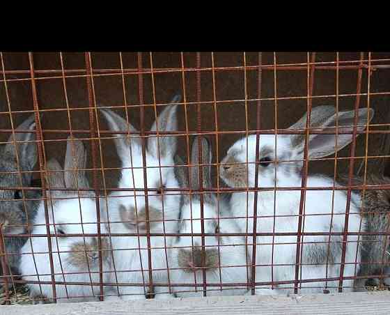 Продажа кроликов  Орал