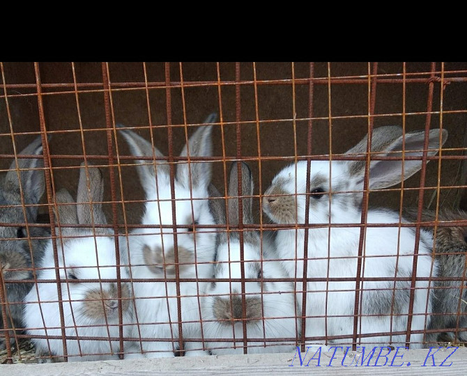 Продажа кроликов Уральск - изображение 4