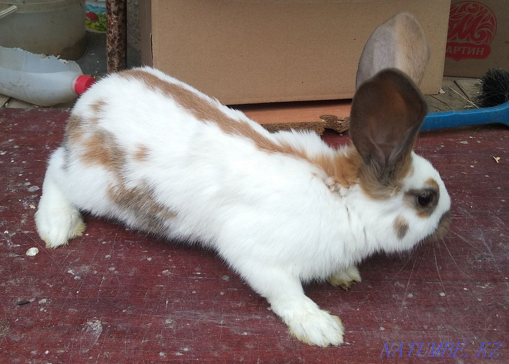 Sale of rabbits Oral - photo 2