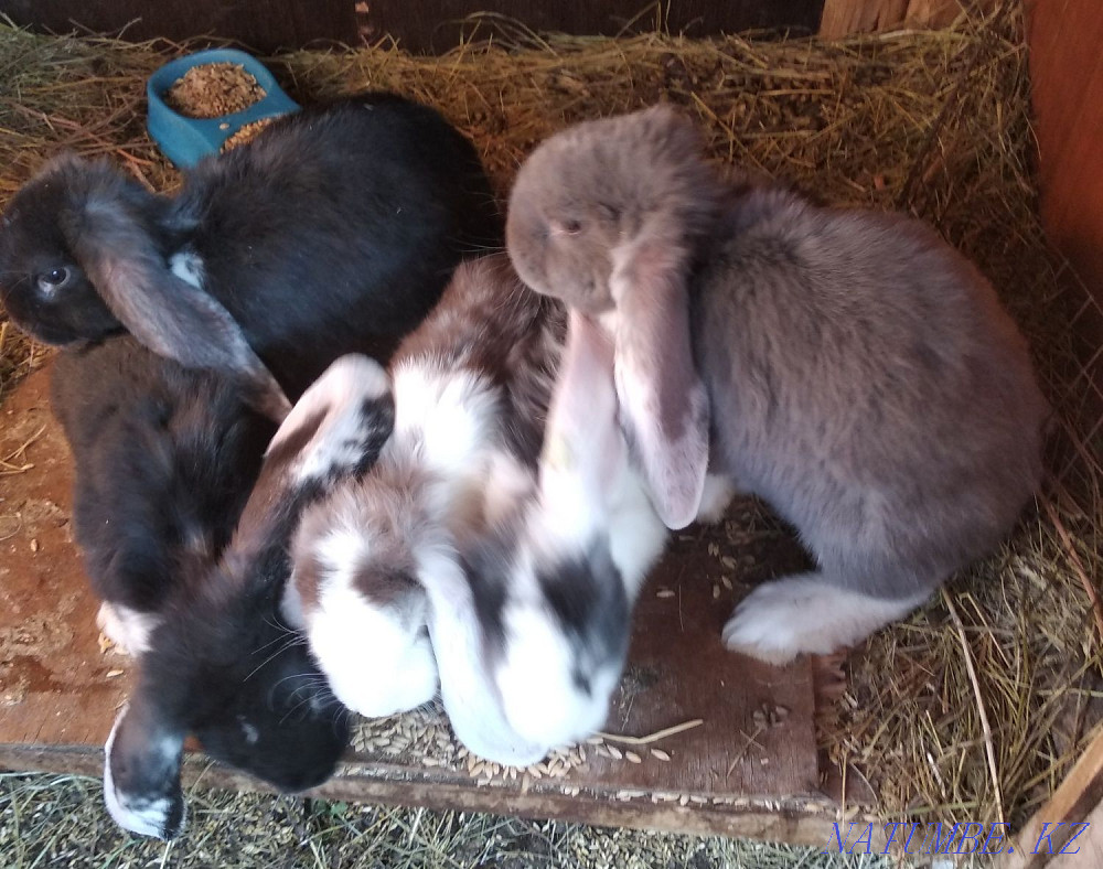 Sale of rabbits Oral - photo 1