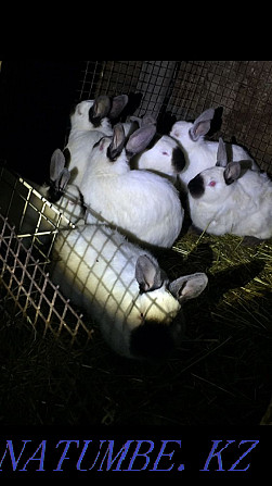 Продам Кроликов Калифорнийской породы. Щучинск - изображение 1