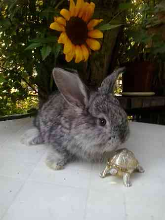 Продам декоративного кролика . Almaty