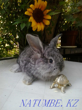 I will sell a decorative rabbit. Almaty - photo 1