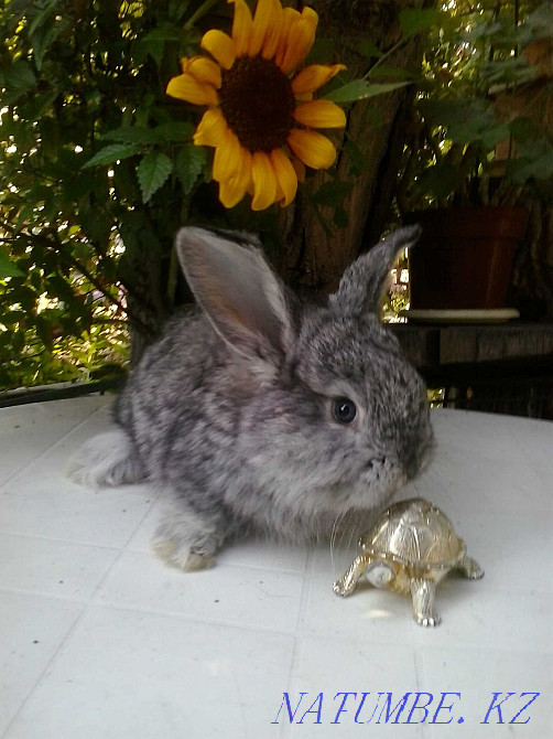 Продам декоративного кролика . Алматы - изображение 1