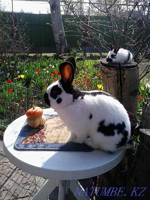 Rabbits - Rabbit Meat Almaty - photo 1