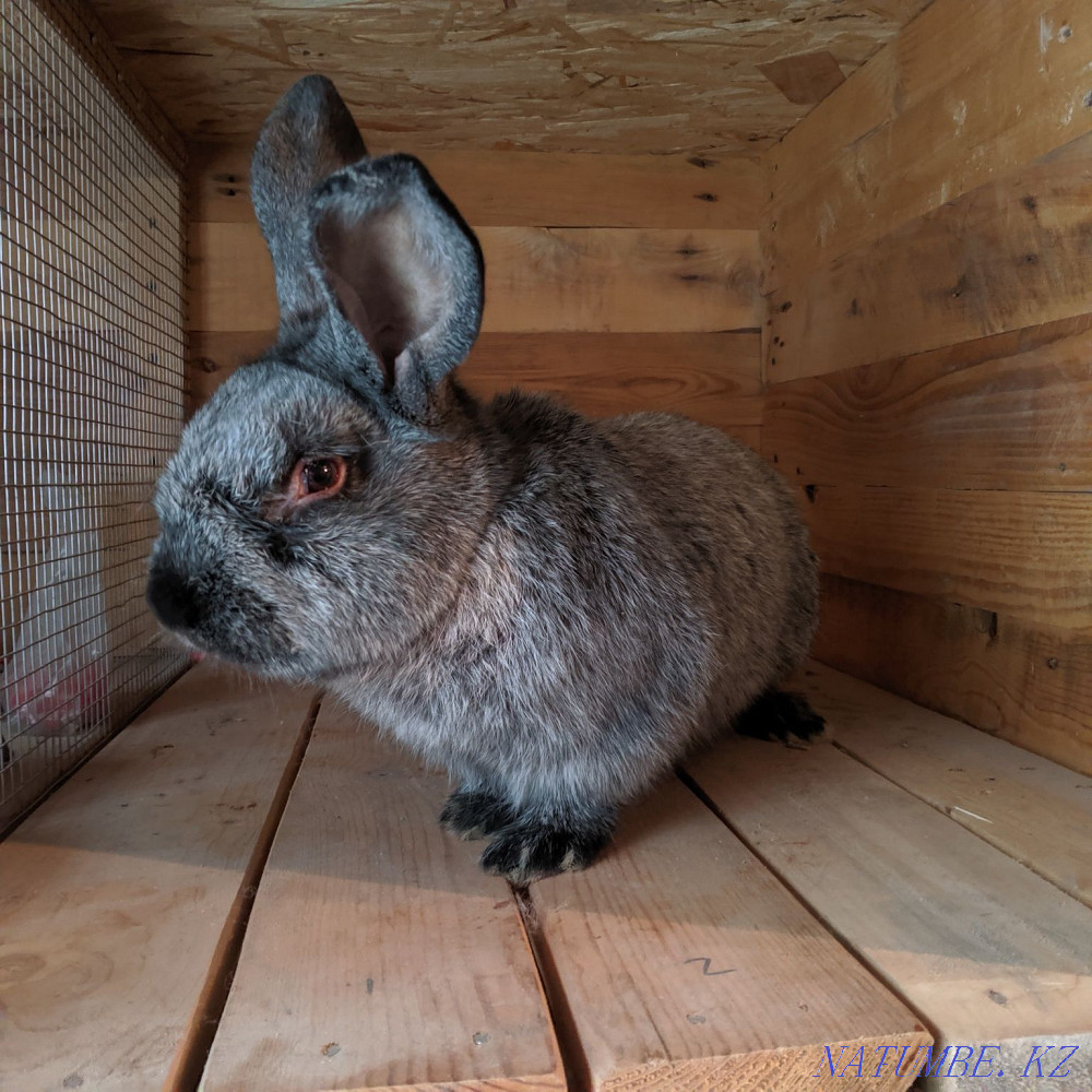 Sell rabbit meat Алгабас - photo 2