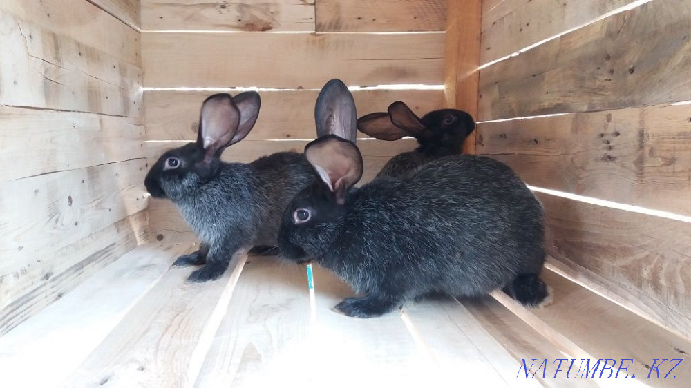 Sell rabbit meat Алгабас - photo 3