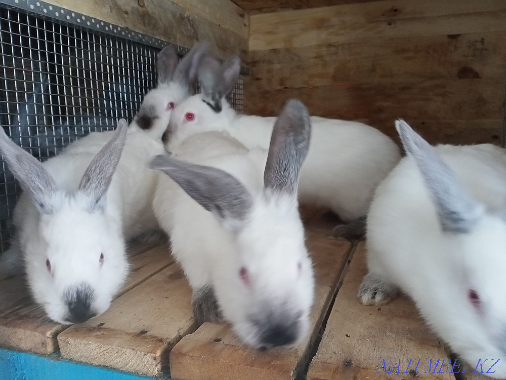 Sell rabbit meat Алгабас - photo 1