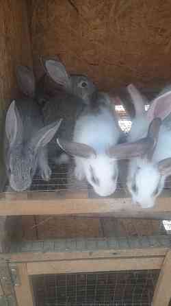 кролики великаны Shymkent