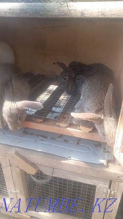 кролики великаны Шымкент - изображение 4