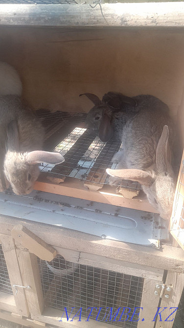 giant rabbits Shymkent - photo 4