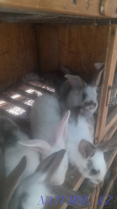 giant rabbits Shymkent - photo 2