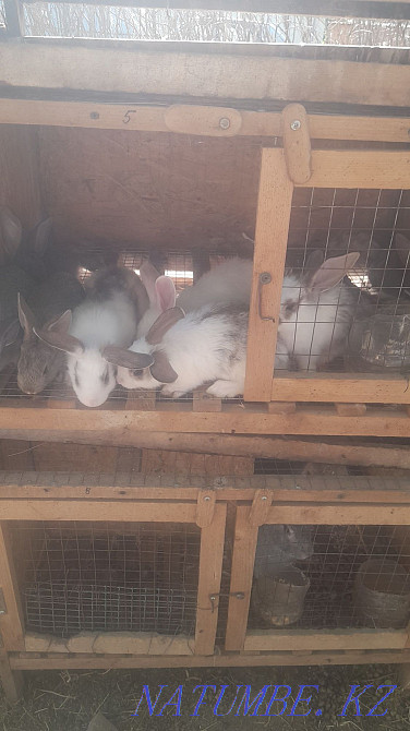 giant rabbits Shymkent - photo 3