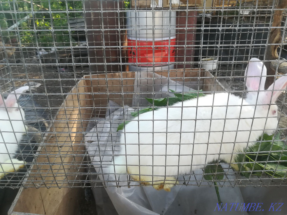 Кролики продам 2 мальчика, возраст 6 месяцев Астана - изображение 3