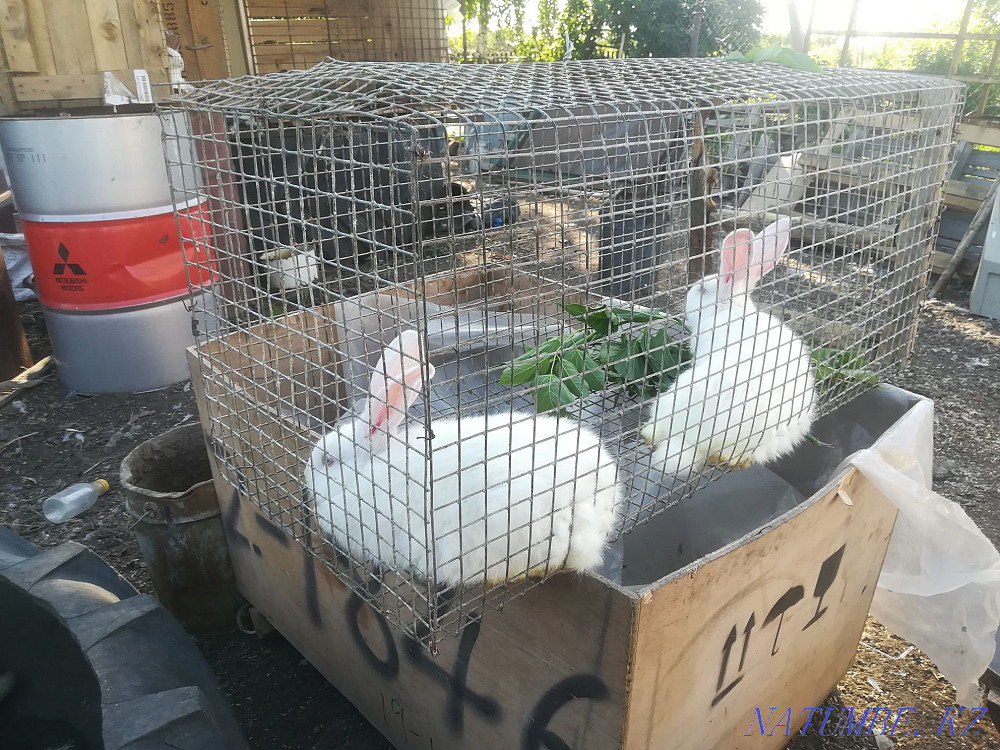 Кролики продам 2 мальчика, возраст 6 месяцев Астана - изображение 1