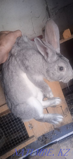 Продаются кролики Астана - изображение 1