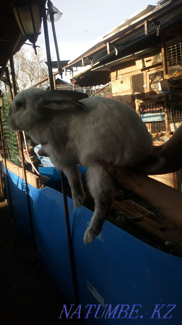 Meat rabbits from 2 months and older Almaty - photo 3