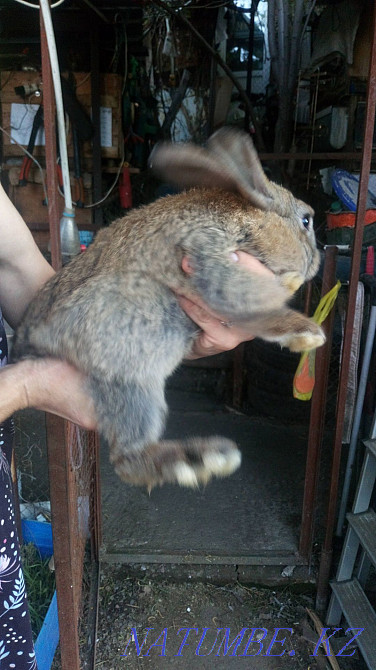 Meat rabbits from 2 months and older Almaty - photo 4