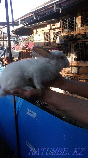 Meat rabbits from 2 months and older Almaty - photo 2