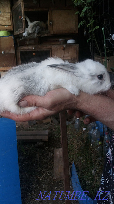 Meat rabbits from 2 months and older Almaty - photo 1