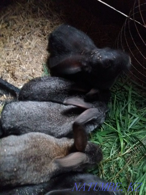 I sell chinchilla rabbits Karagandy - photo 2