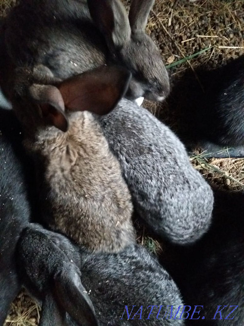 I sell chinchilla rabbits Karagandy - photo 3