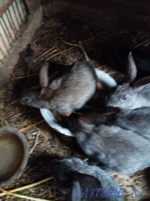 I sell chinchilla rabbits Karagandy - photo 4